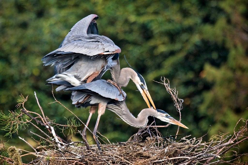 Great Blue Herons Mating by Photomatt28 is licensed under CC BY-NC-ND 2.0